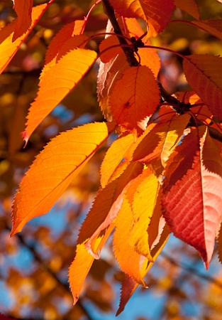 Autunno Scena crop